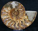Beautiful Polished Ammonite Pair - Crystal Lined #8444-2